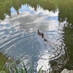 Entenfamilie auf Abwegen