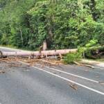 Bezirk Neunkirchen: Baum über Bundestraße 17
