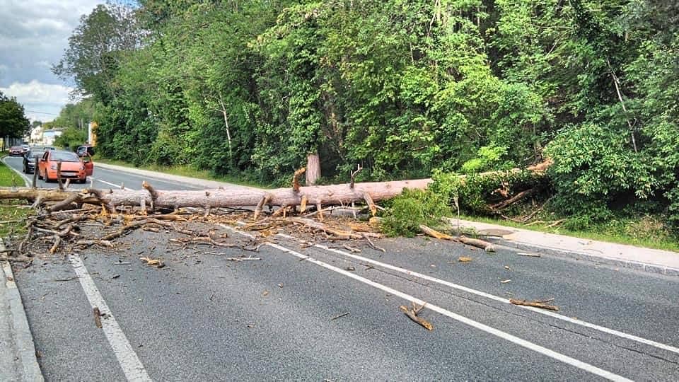 Bezirk Neunkirchen: Baum über Bundestraße 17