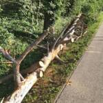 Baum über Bundestraße 17