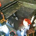 3 Jungstiere aus Jauchengrube gerettet