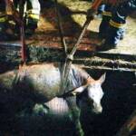 BFV Liezen: 3 Jungstiere aus Jauchengrube gerettet