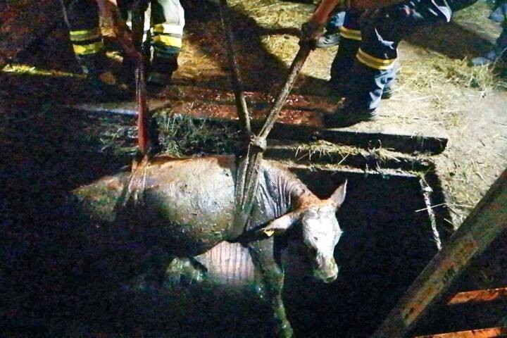 BFV Liezen: 3 Jungstiere aus Jauchengrube gerettet