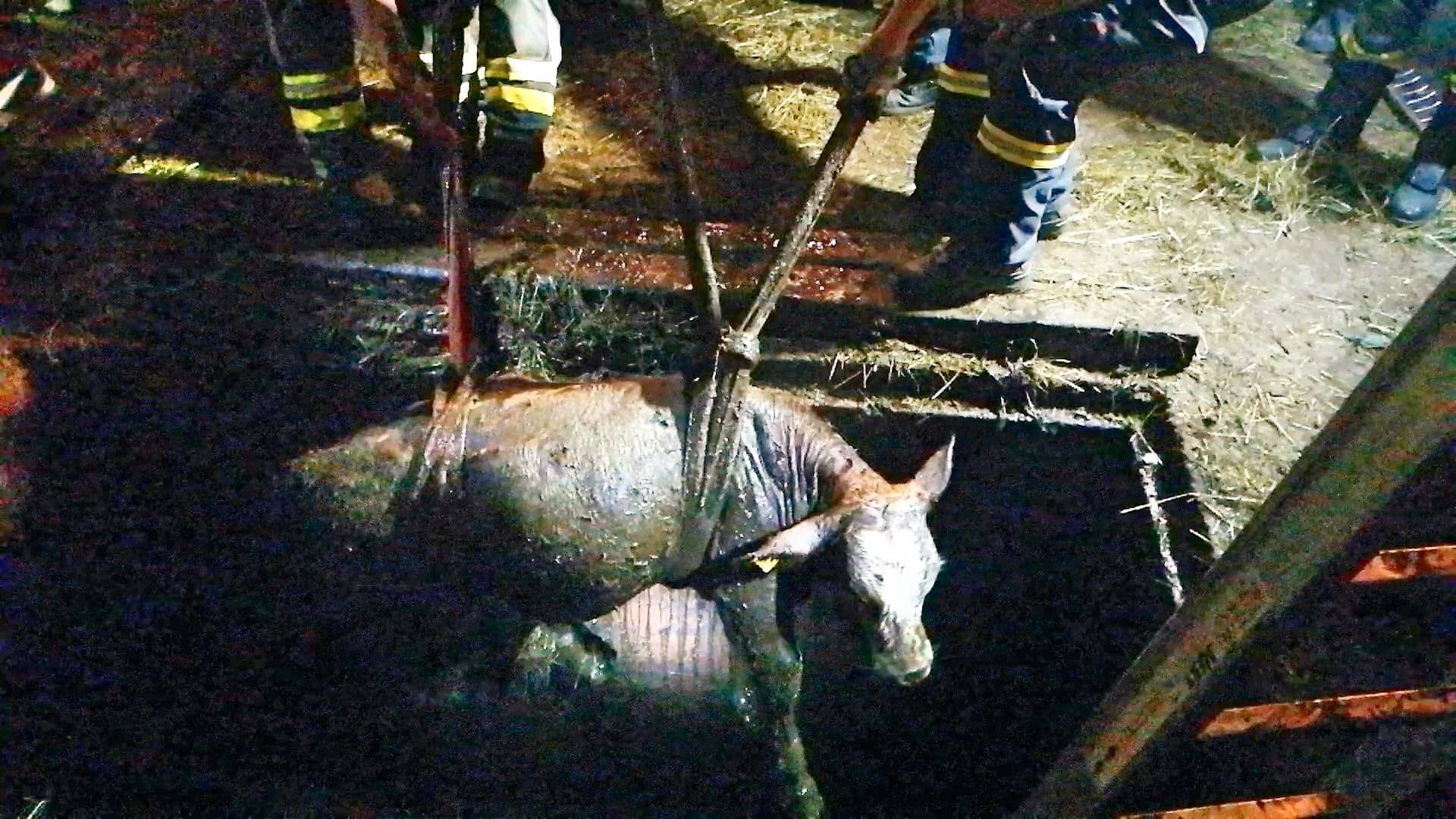 BFV Liezen: 3 Jungstiere aus Jauchengrube gerettet