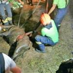 3 Jungstiere aus Jauchengrube gerettet