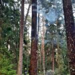 Beginnender Waldbrand am Pleschutz