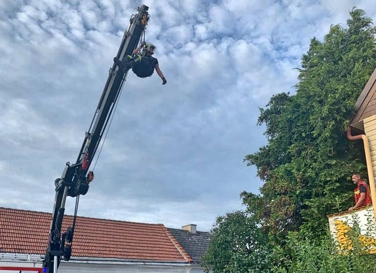 FF Stadt Haag: Tierrettung – Katze am Baum
