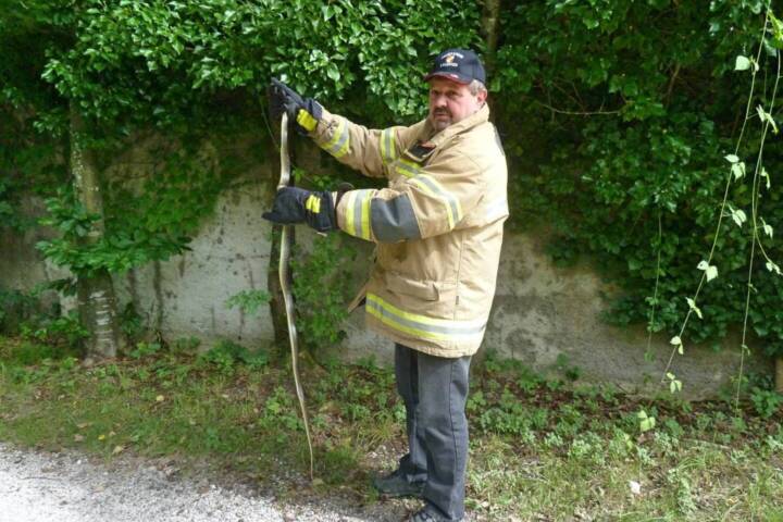 FF Bad Ischl: Tierrettung – Schlange in Notlage