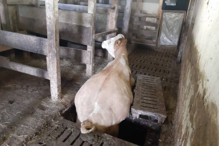 BFV Deutschlandsberg: Tierrettung in Bad Gams