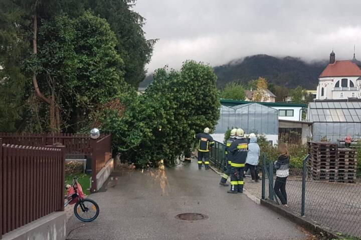 FF Bad Ischl: Sturmschaden – Baum über Straße