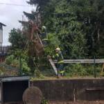 Sturmschaden – Baum über Straße