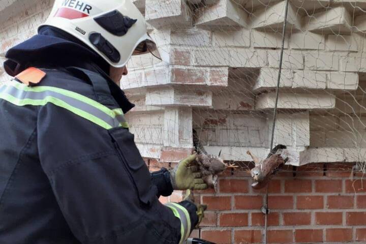 BF Wien: Feuerwehr rettet zwei Turmfalken