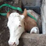 Kuh in Lichtschacht gefallen