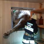 AFK Millstatt – Radenthein: Kuh in Lichtschacht gefallen