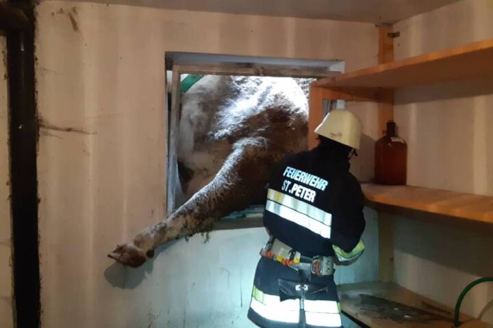 AFK Millstatt – Radenthein: Kuh in Lichtschacht gefallen