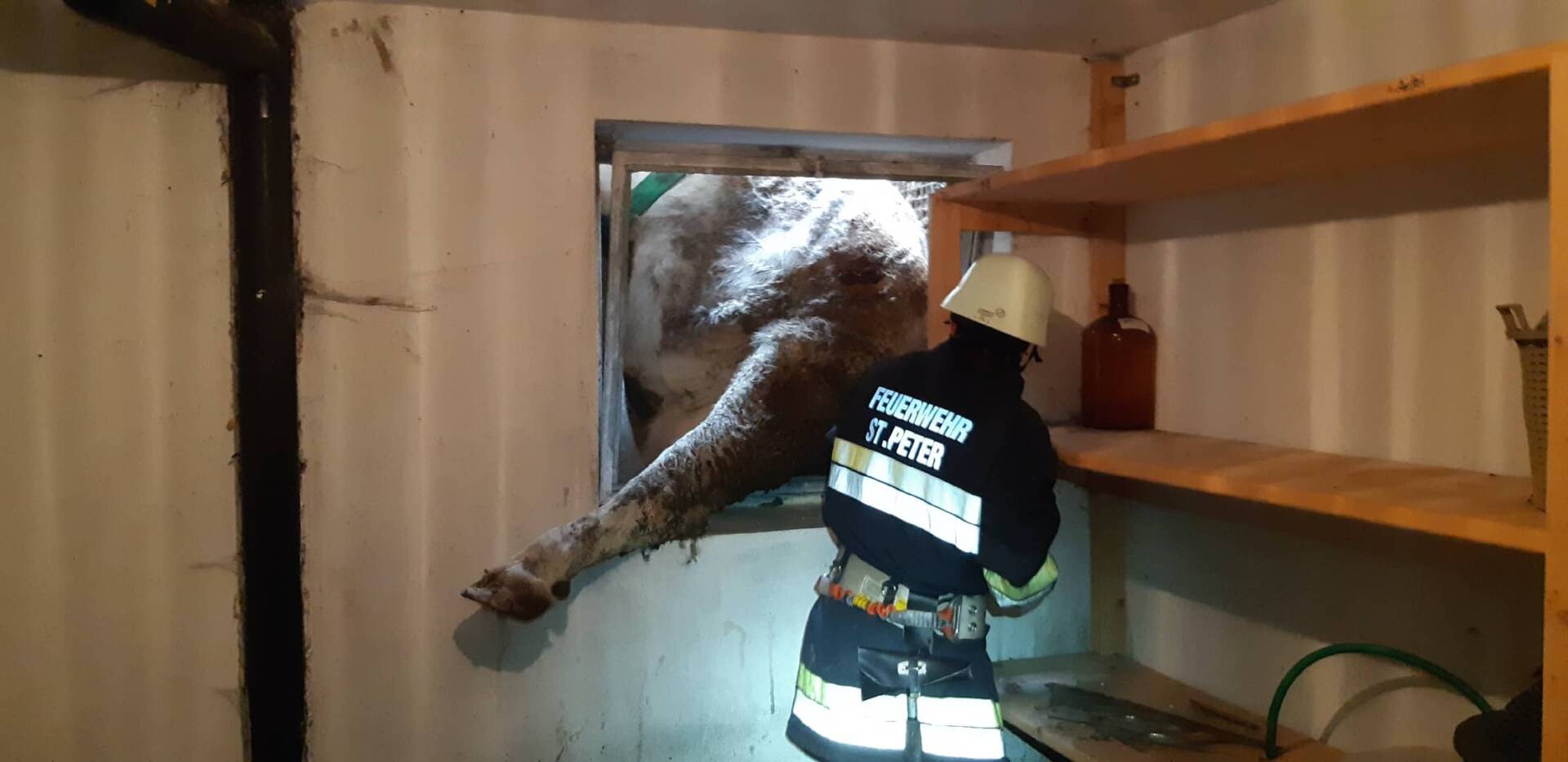 AFK Millstatt – Radenthein: Kuh in Lichtschacht gefallen