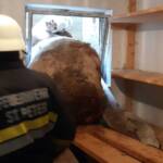 Kuh in Lichtschacht gefallen