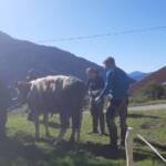 Kuh in Lichtschacht gefallen