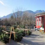 FF Bad Ischl: Christbaumverkauf bei der Hauptfeuerwache