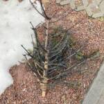 Abgebrannter Christbaum in der Innenstadt