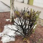 Abgebrannter Christbaum in der Innenstadt