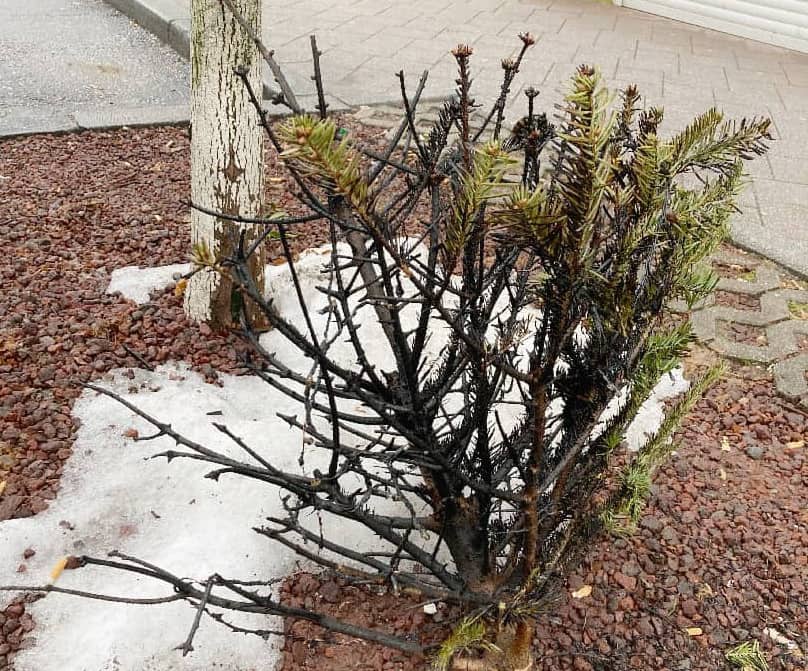 HFW Villach: Abgebrannter Christbaum in der Innenstadt