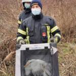 Zwei erfolgreiche Tierrettungen