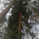 Katze von 30 Meter hohem Baum gerettet