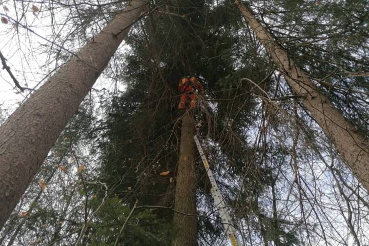BFV Weiz: Katze von 30 Meter hohem Baum gerettet
