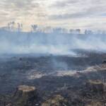 Wald- und Fahrzeugbrand in Raabs an der Thaya