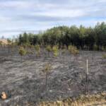 Wald- und Fahrzeugbrand in Raabs an der Thaya