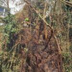 Wiesenbrand im Ortsgebiet