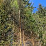 6 Feuerwehren löschten Waldbrand in Lassing