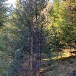 6 Feuerwehren löschten Waldbrand in Lassing