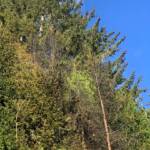 6 Feuerwehren löschten Waldbrand in Lassing