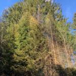 6 Feuerwehren löschten Waldbrand in Lassing