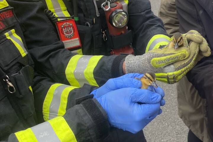 BF Wien: Rettung von Entenküken