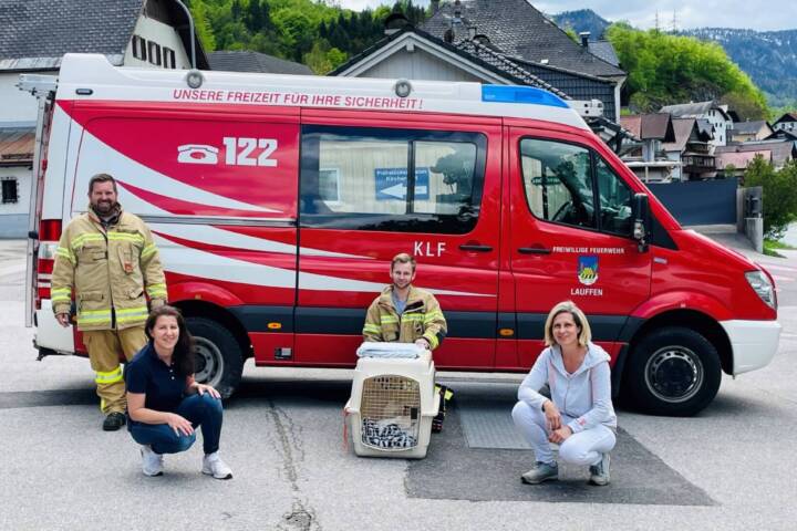 HFW Bad Ischl: FF Lauffen rettete einen Schwan