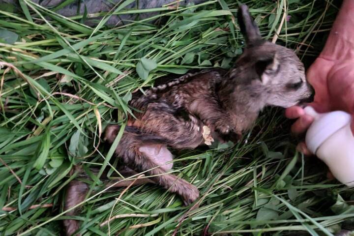 HFW Bad Ischl: Drohneneinsatz bei Tierrettung