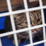 Katze sitzt in Lüftungskanal fest