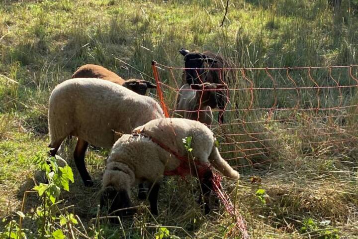 BFKDO Jennersdorf: Tierrettung in Mogersdorf