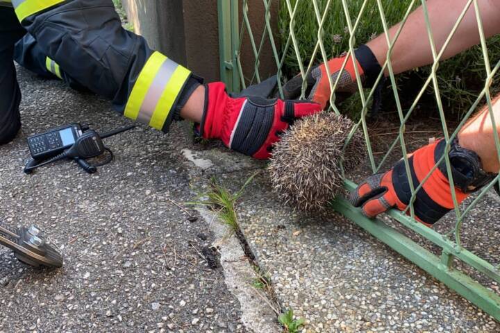 FF Ebenfurth: Igel steckt in Zaun – von Feuerwehr gerettet