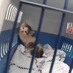 Katze von Feuerwehr gerettet