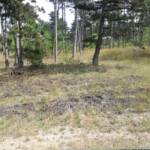 Beginnender Waldbrand Großmittel