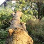 Sturmtief über Haschendorf