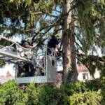 Baum vom Blitz getroffen