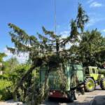 Baum vom Blitz getroffen