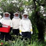 Imkereinsatz - Bienenschwarm im Garten