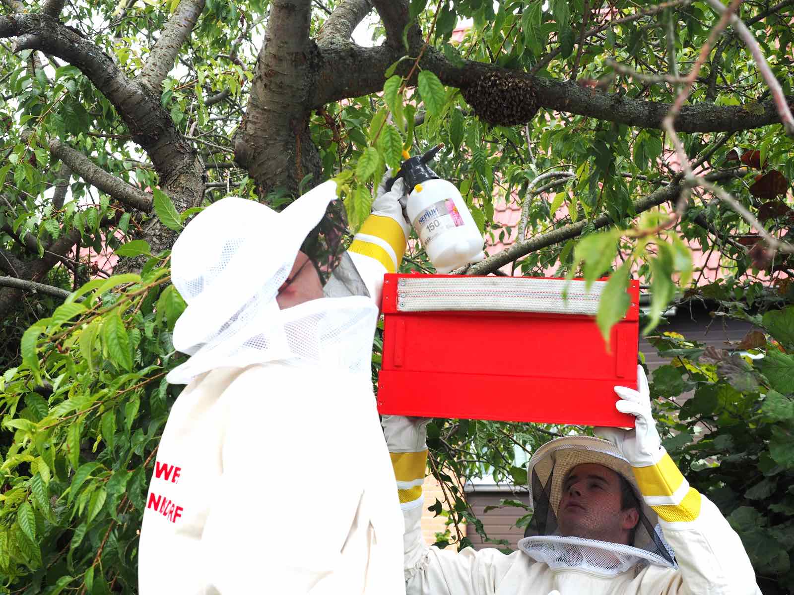 FF Biedermannsdorf: Imkereinsatz – Bienenschwarm im Garten