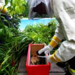 Imkereinsatz - Bienenschwarm im Garten